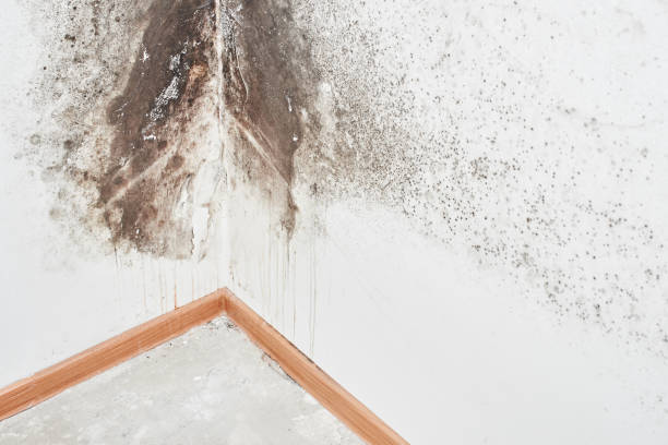 Why You Should Choose Our Mold Remediation Services in Plain City, UT